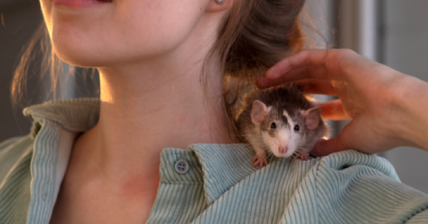 Ask Dr. Jenn: Is It Safe to Keep a Rat as a Pet?